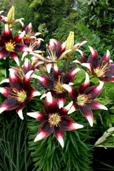 Lilium Nettys Pride