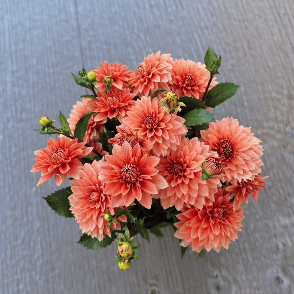 Dahlia Nicholas