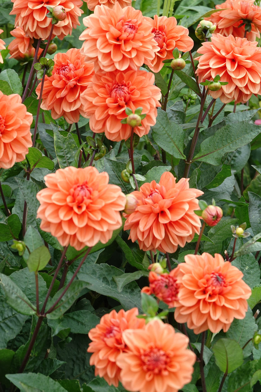 Dahlia Orange Nugget