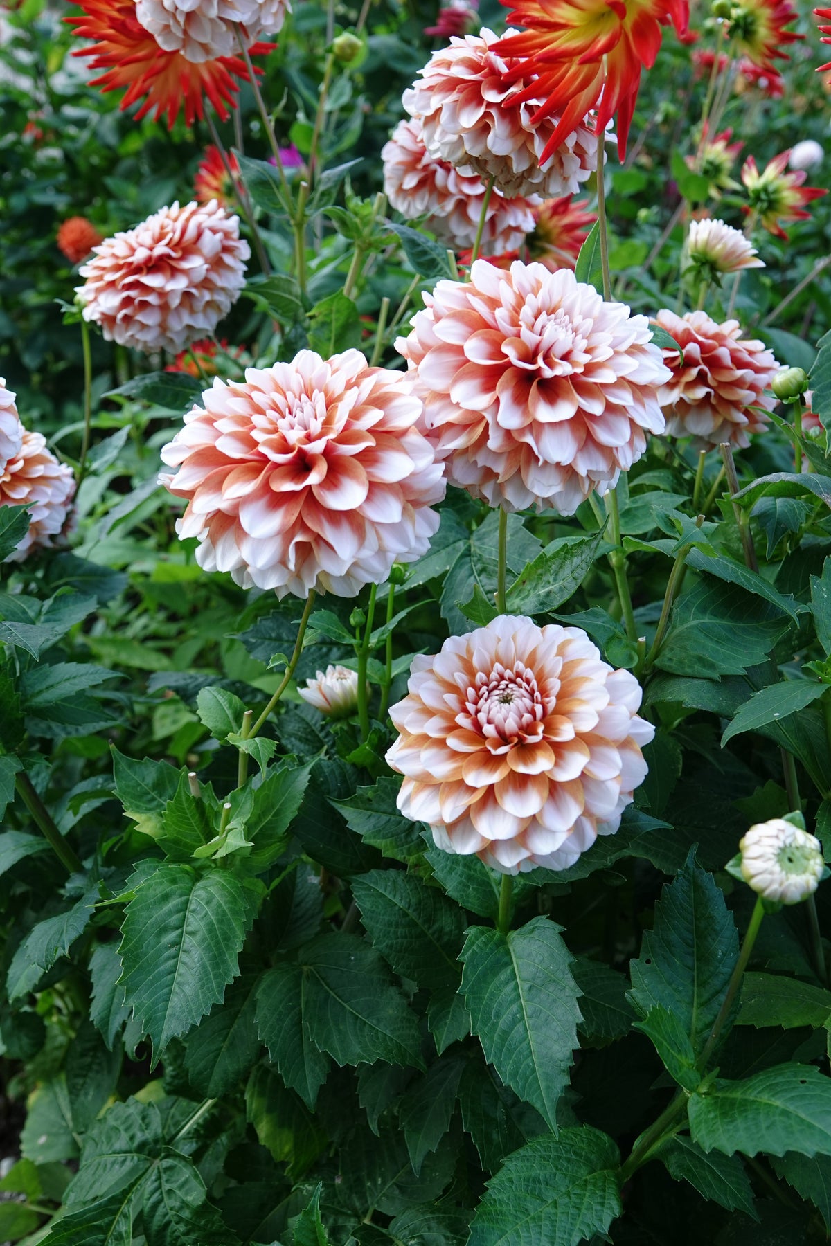 Dahlia Peaches and Cream
