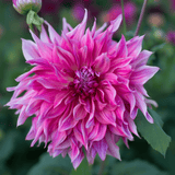 Dahlia Penhill Dark Monarch