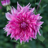Dahlia Penhill Dark Monarch
