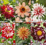 Collection Petals of Passion