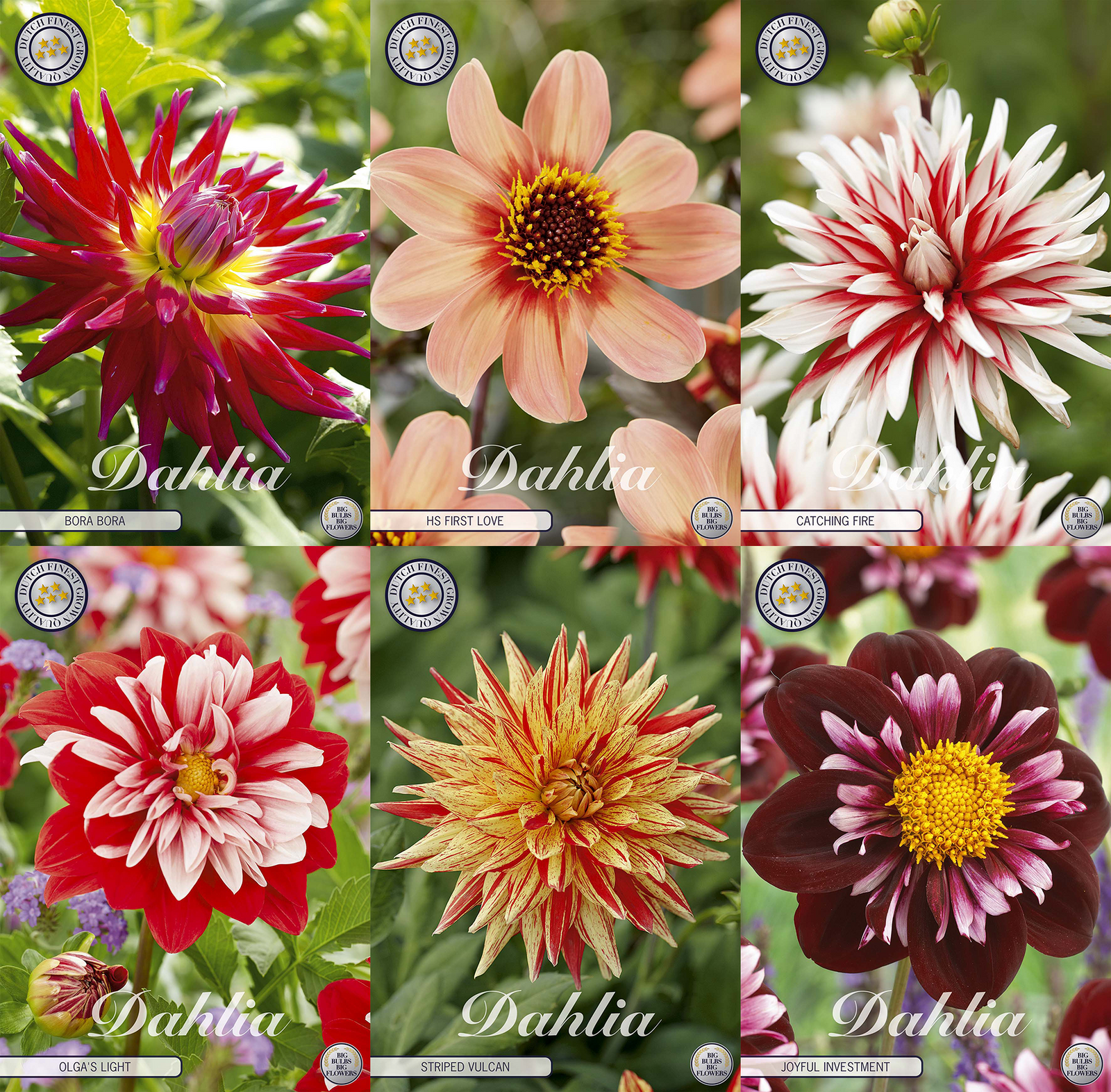 Collection Petals of Passion