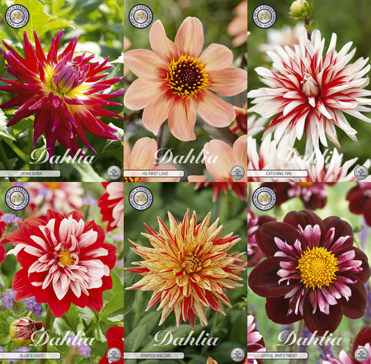 Collection Petals of Passion