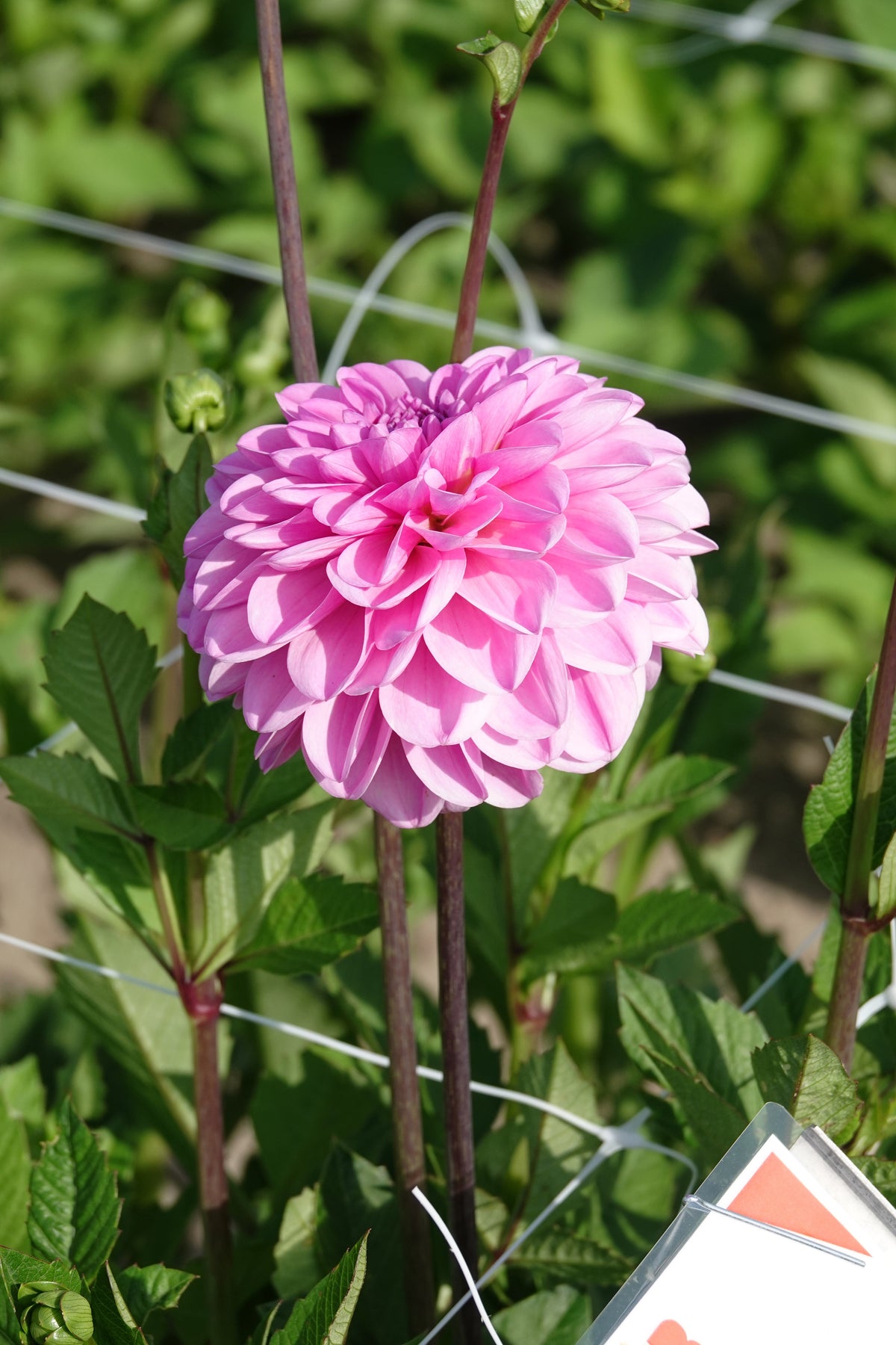 Dahlia Pink Pop