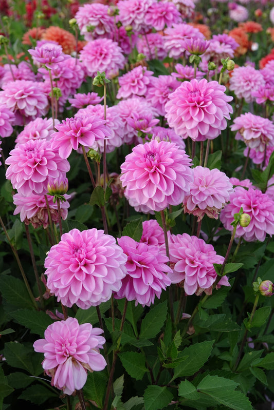 Dahlia Pink Pop
