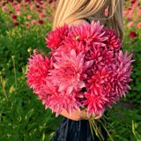 Dahlia Pinkie Swear