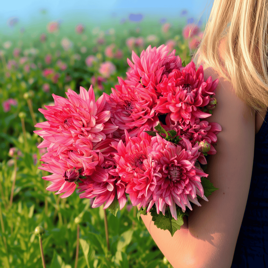 Dahlia Pinkie Swear