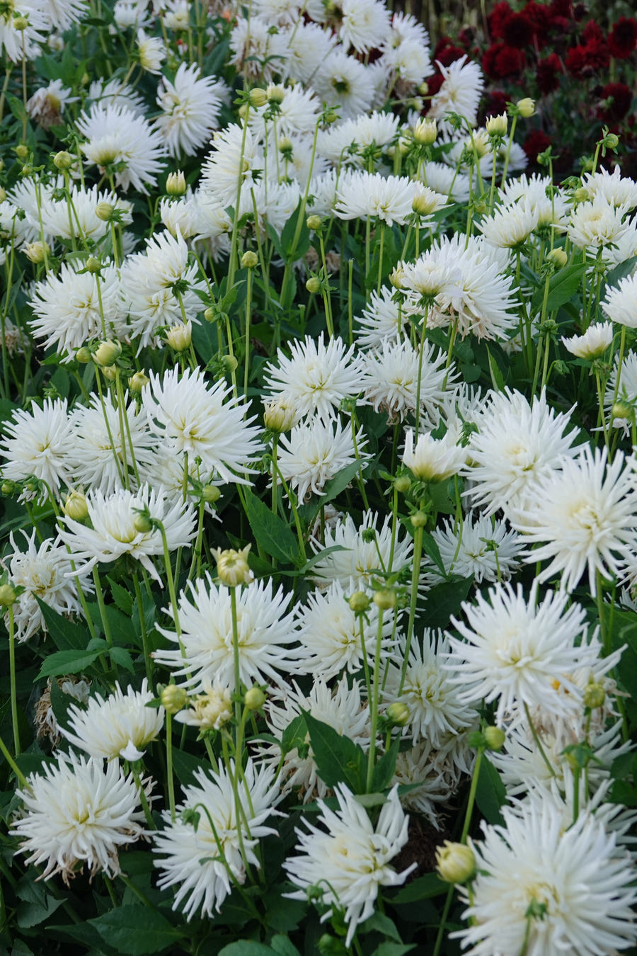 Dahlia Playa Blanca