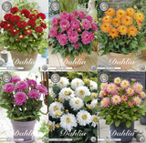Pots of Passion
