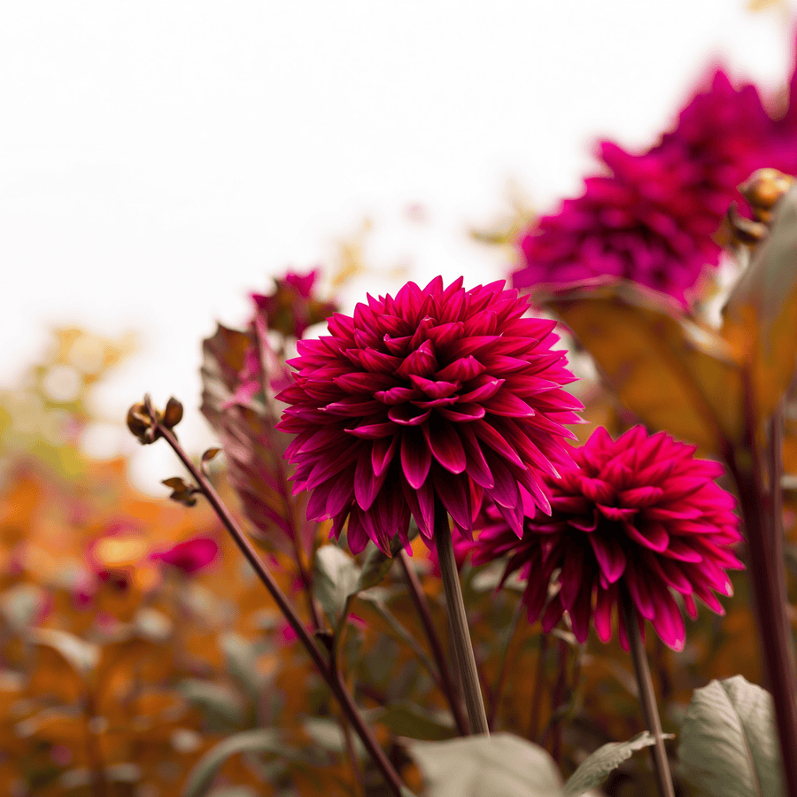 Dahlia Purple Flame
