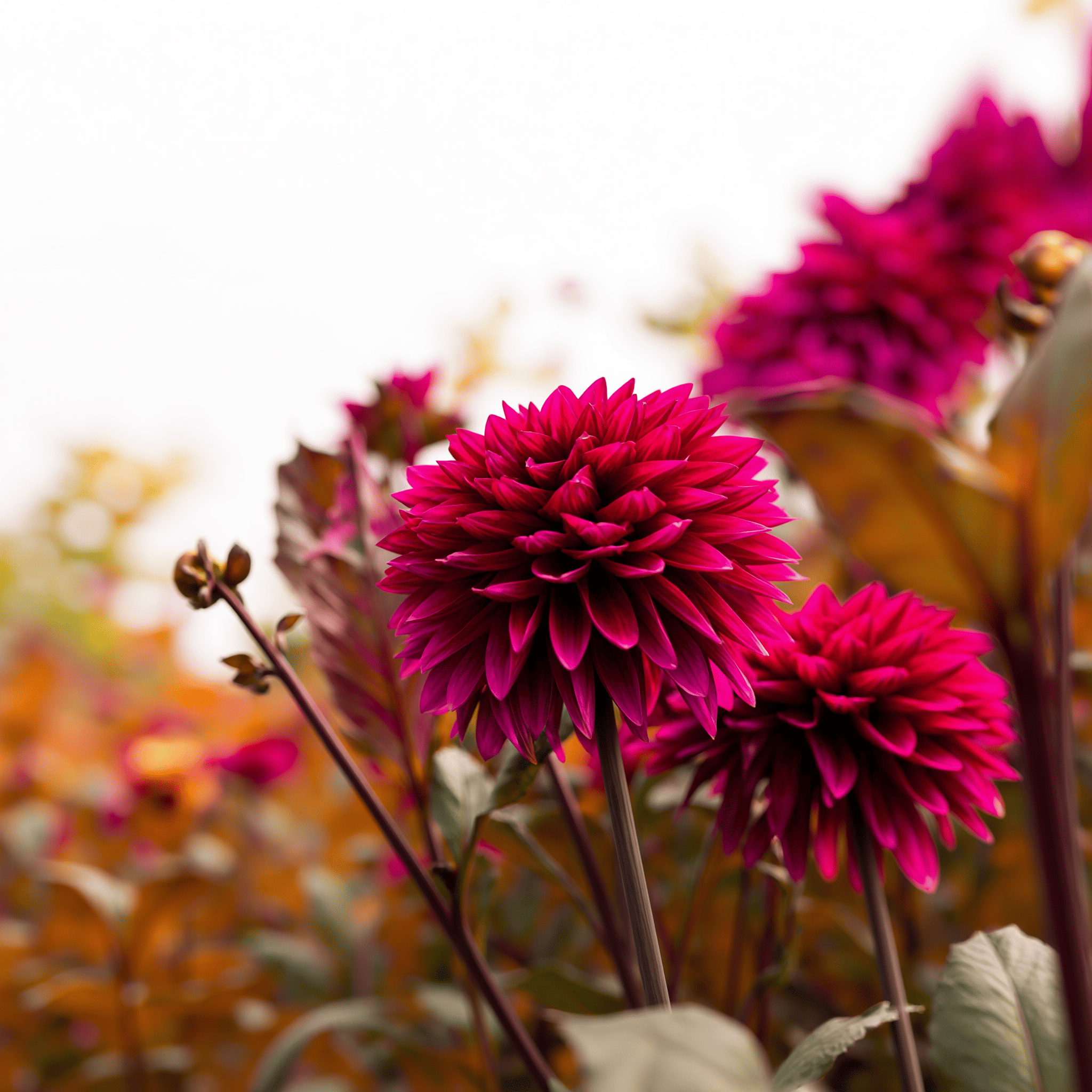 Dahlia Purple Flame