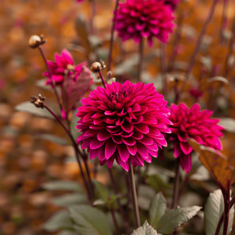 Dahlia Purple Flame
