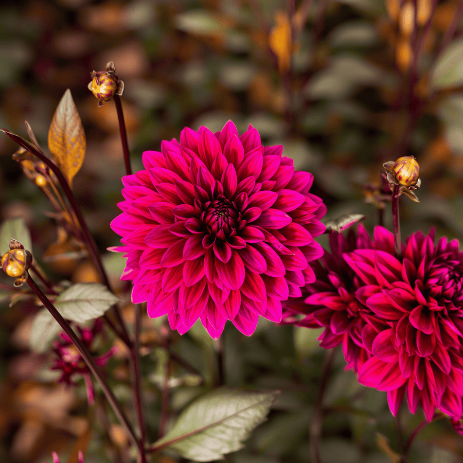 Dahlia Purple Flame