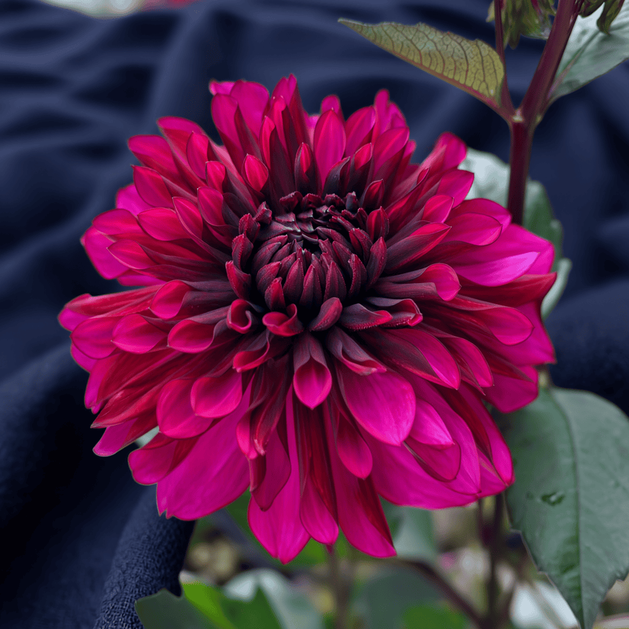 Dahlia Purple Flame