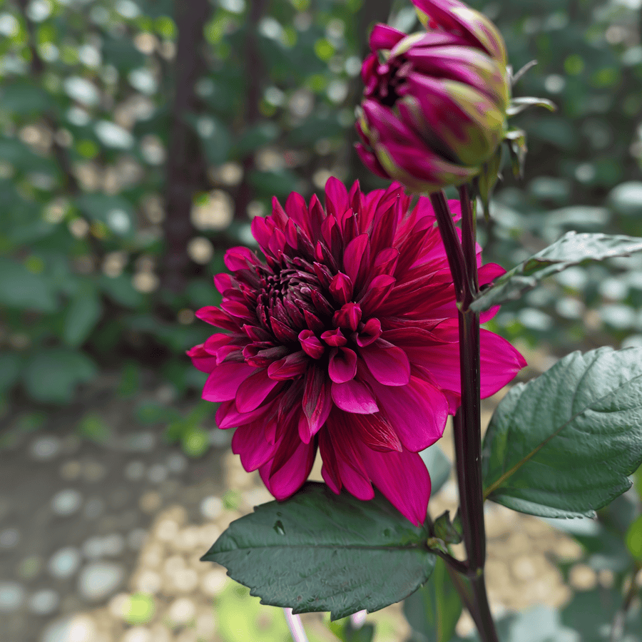 Dahlia Purple Flame