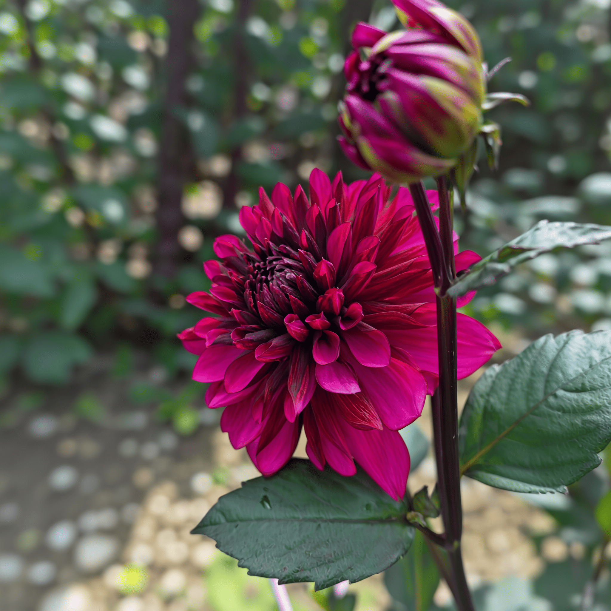 Dahlia Purple Flame
