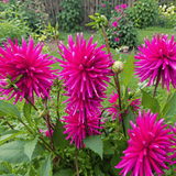 Dahlia Purple Gem