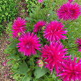 Dahlia Purple Gem