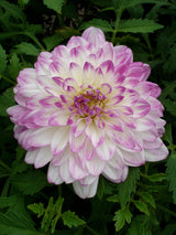 Dahlia Que Sera