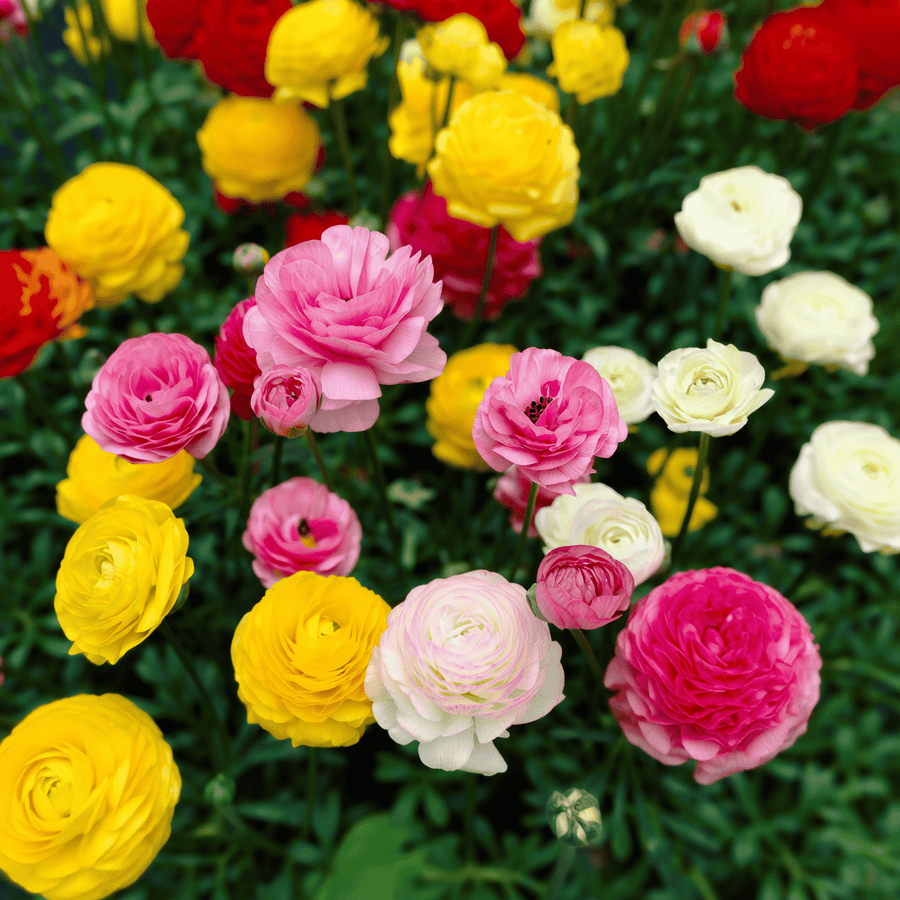 Ranunculus Mixed
