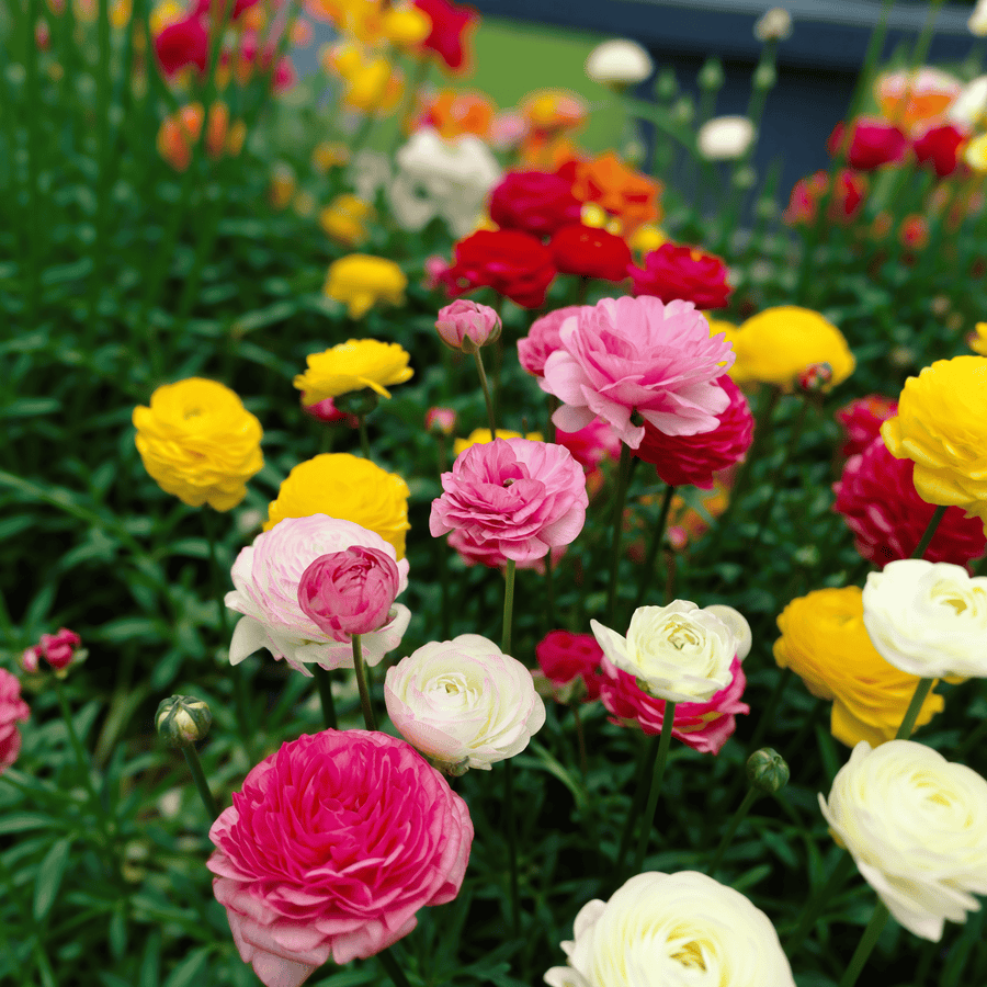 Ranunculus Mixed