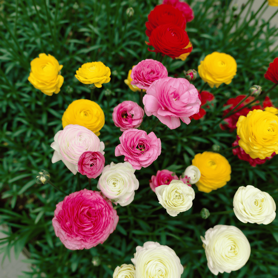 Ranunculus Mixed
