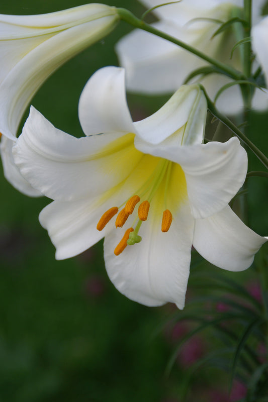 Lilium Regale