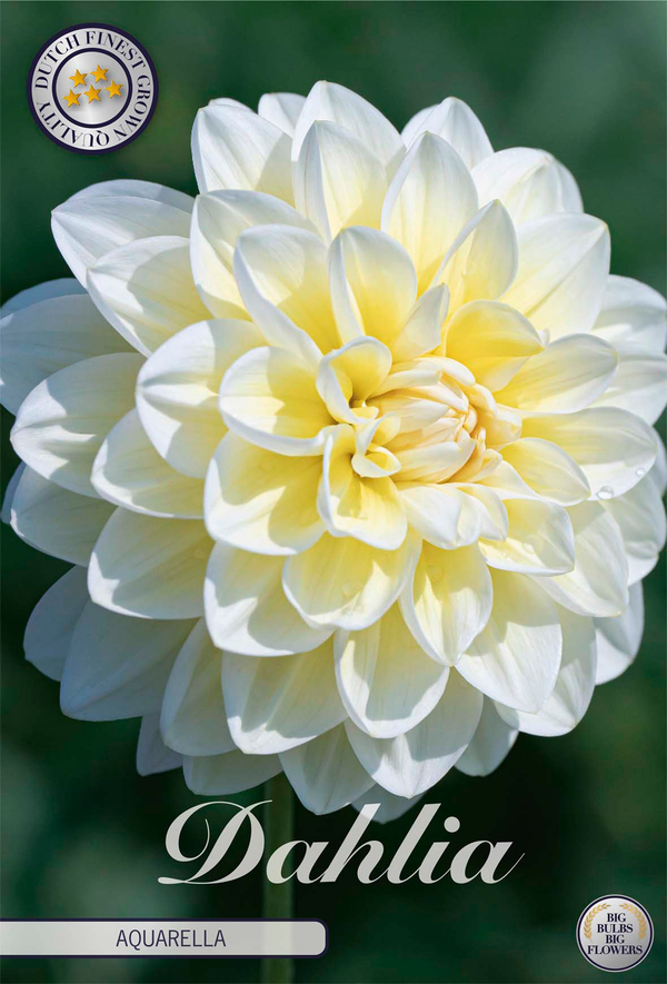 Dahlia Aquarella