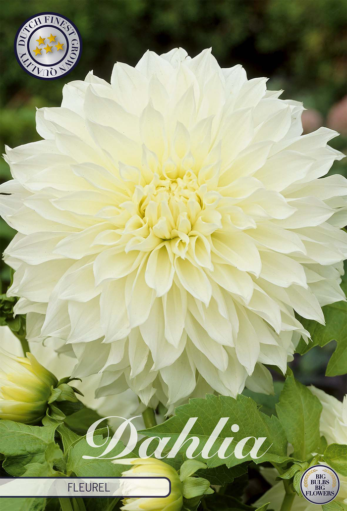 Dahlia Fleurel