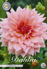 Dahlia Islander