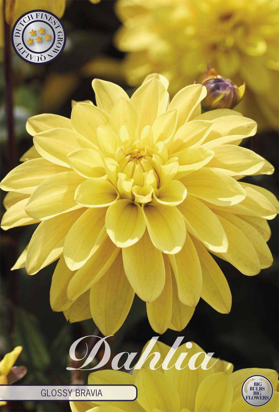 Dahlia Glossy Bravia