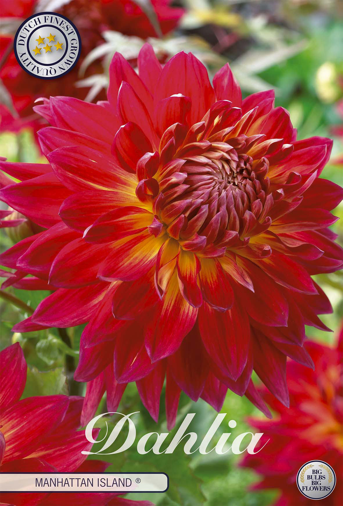 Dahlia Manhattan Island