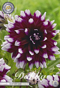 Dahlia Mystery Day
