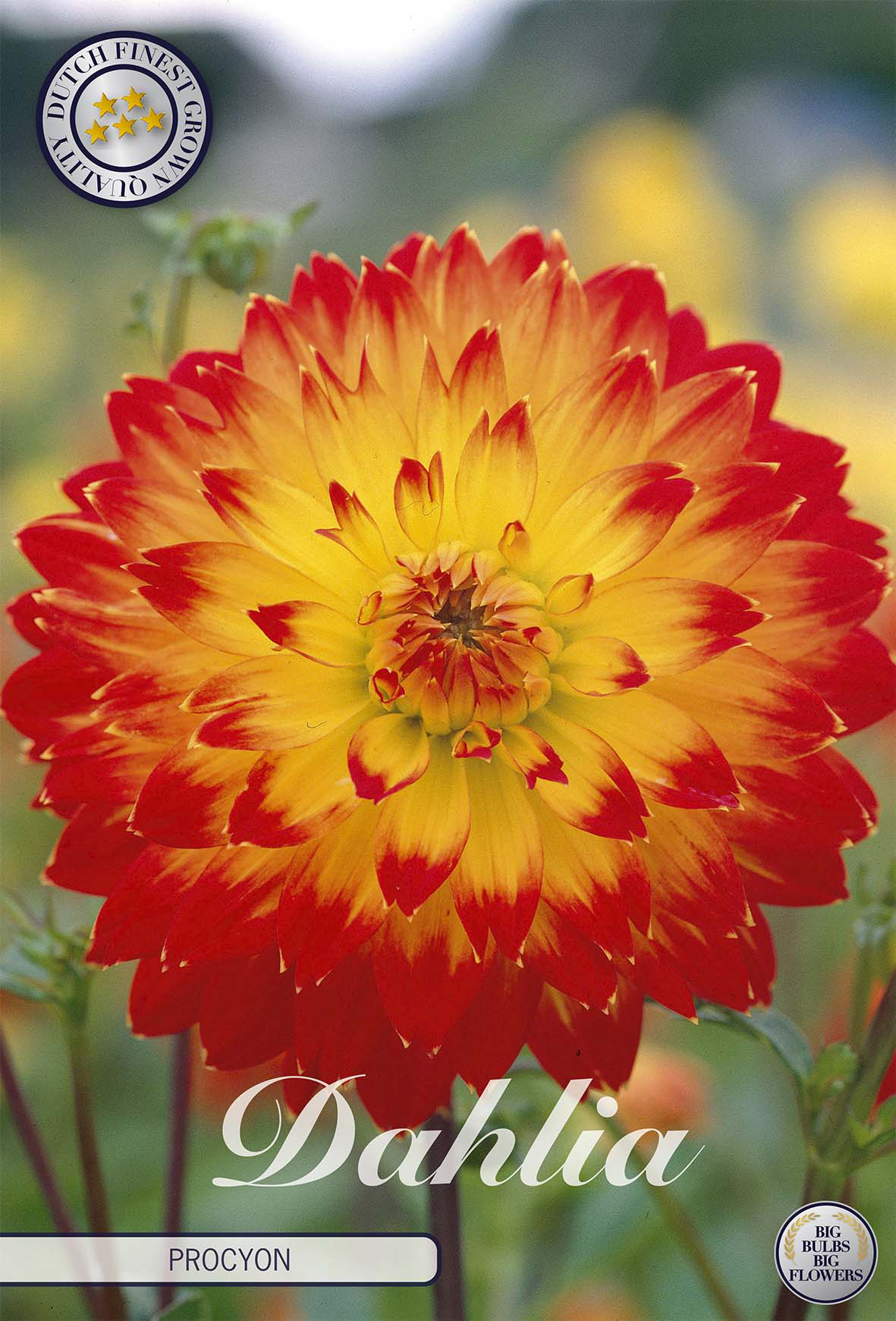 Orange flower bulbs