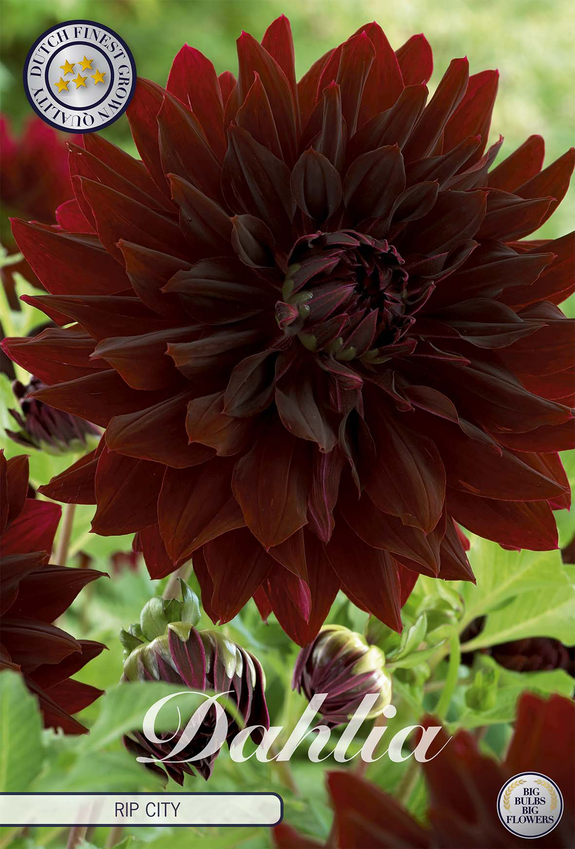 Dahlia Rip City