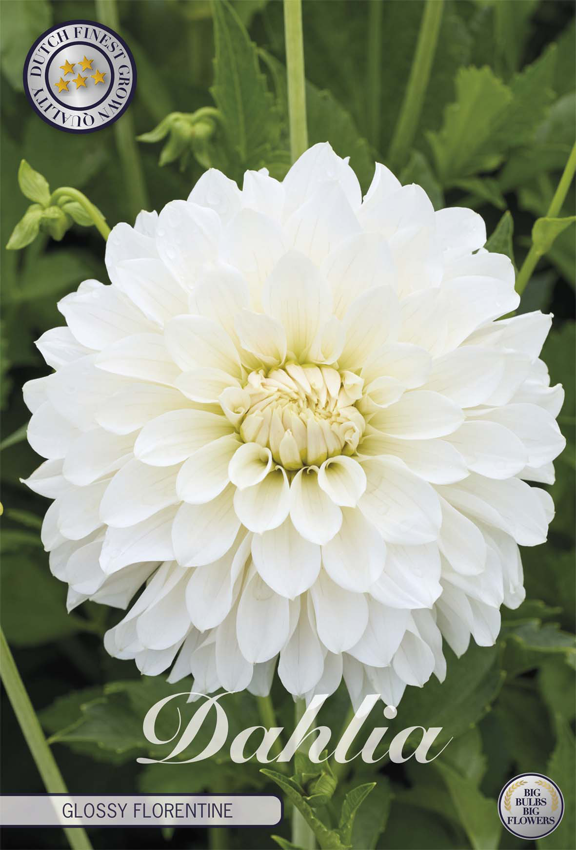 Dahlia Glossy Florentine