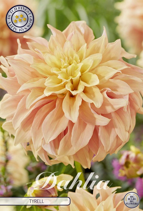 Dahlia Tyrell