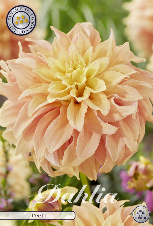 Dahlia Tyrell