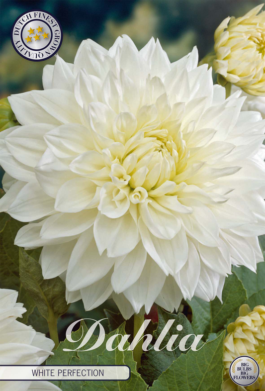 Dahlia White Perfection