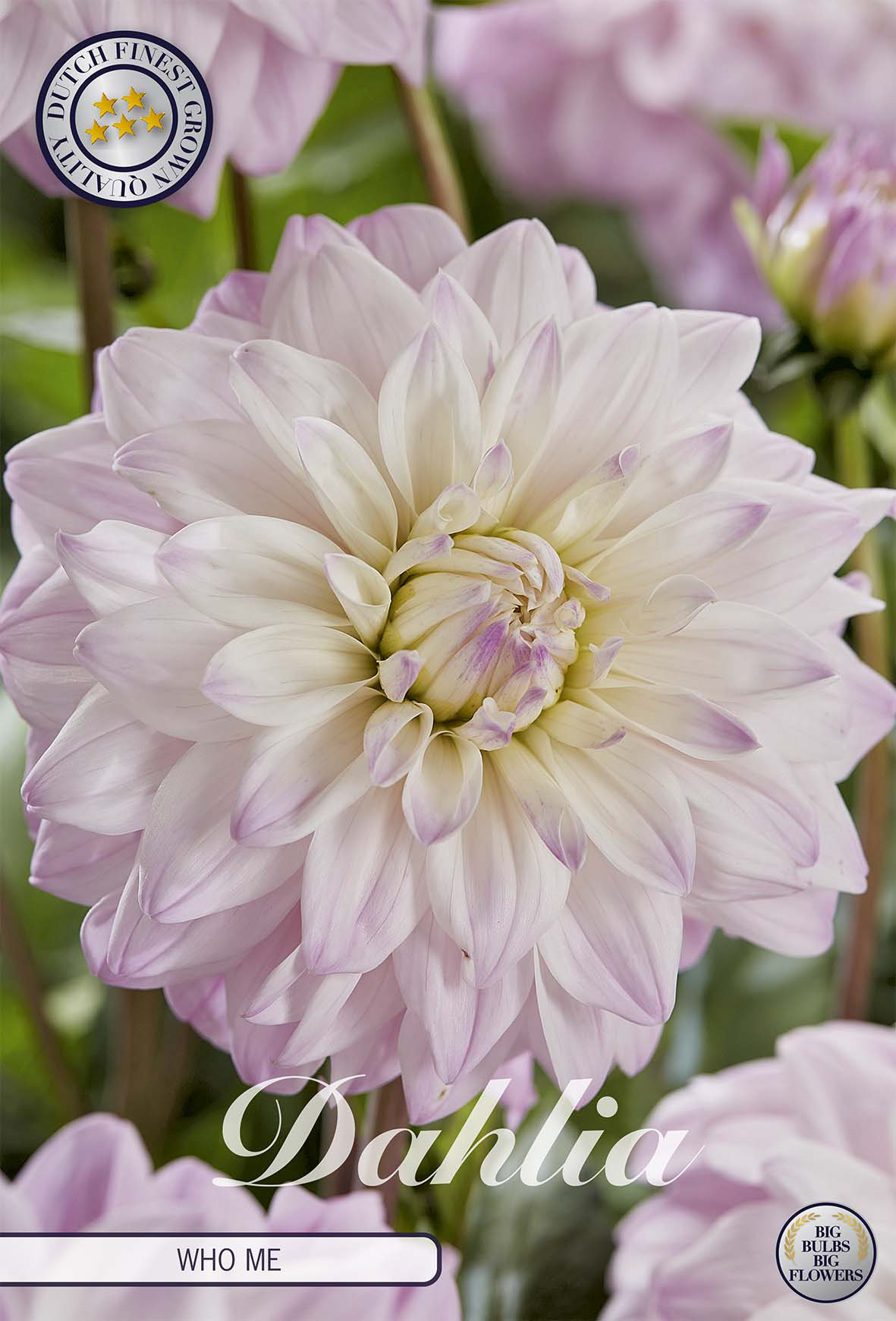 Dahlia Who Me