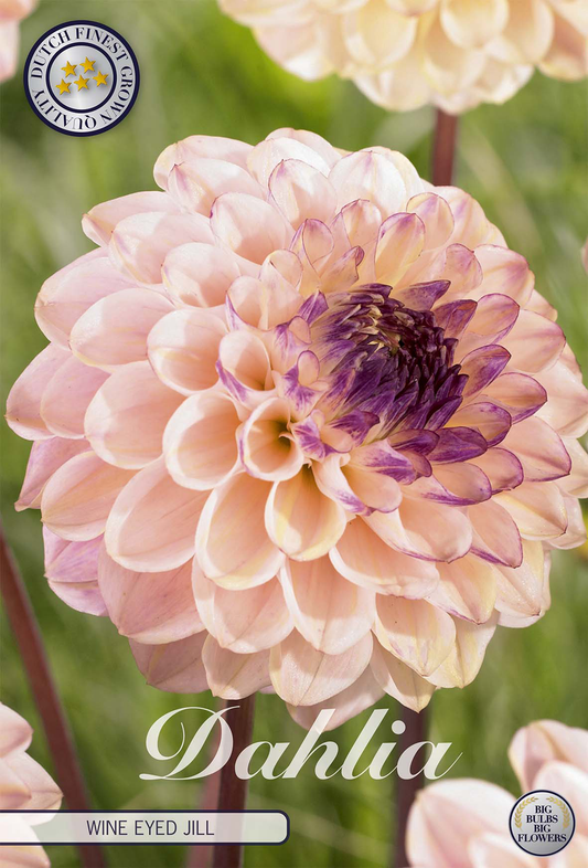 Dahlia Wine Eyed Jill