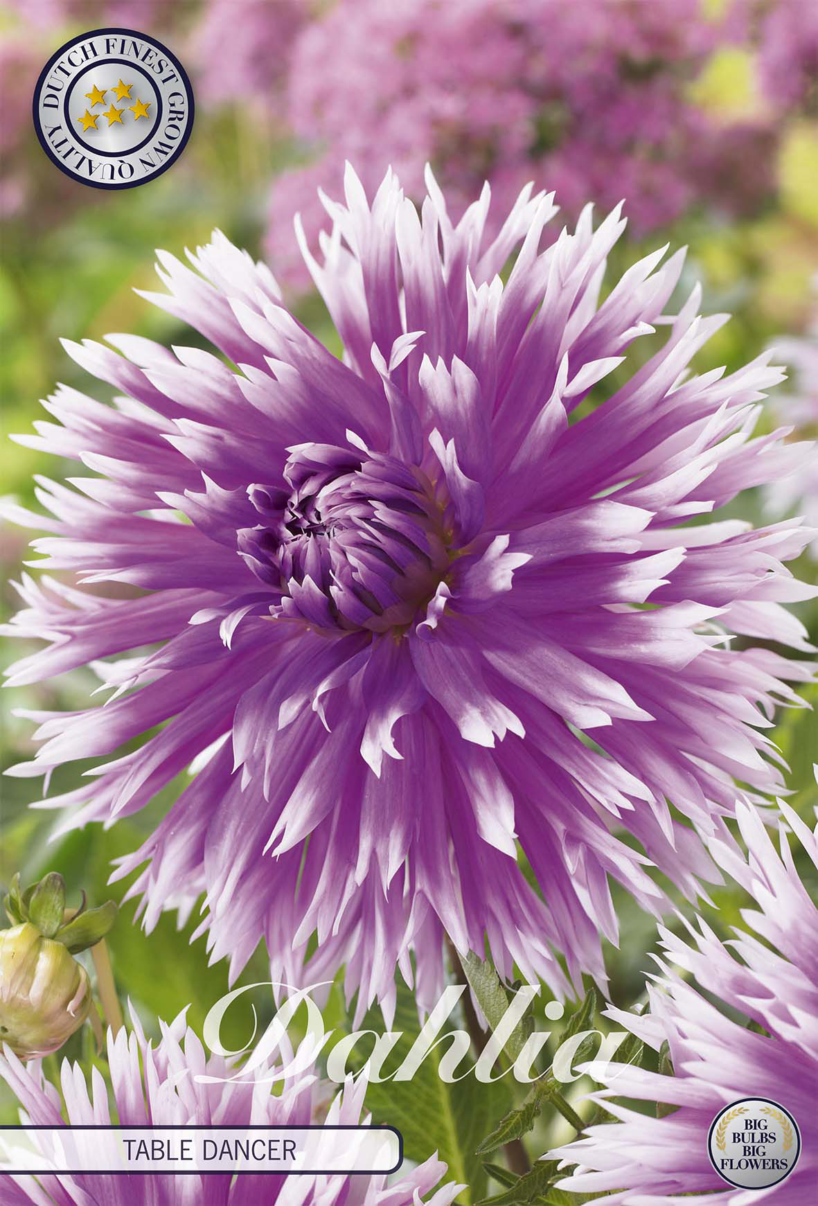 Dahlia Table Dancer