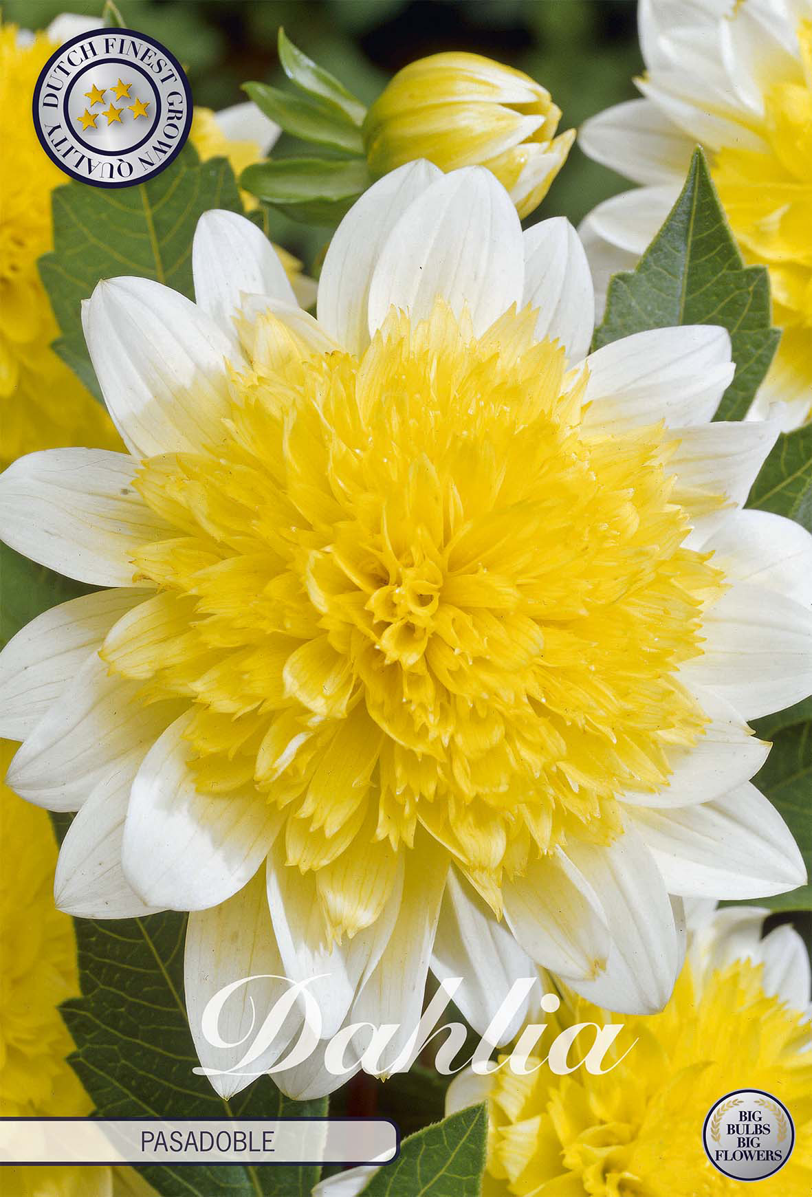 Dahlia Pasodoble