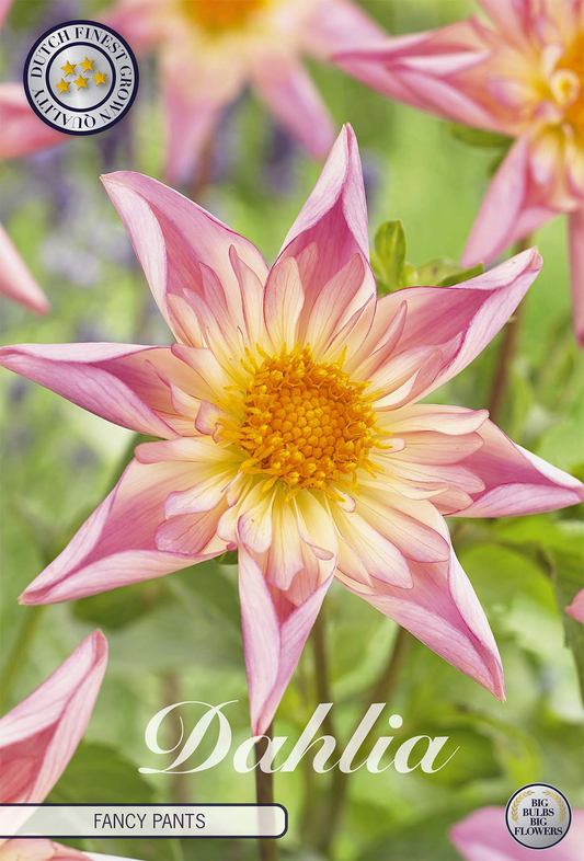 Dahlia Fancy Pants