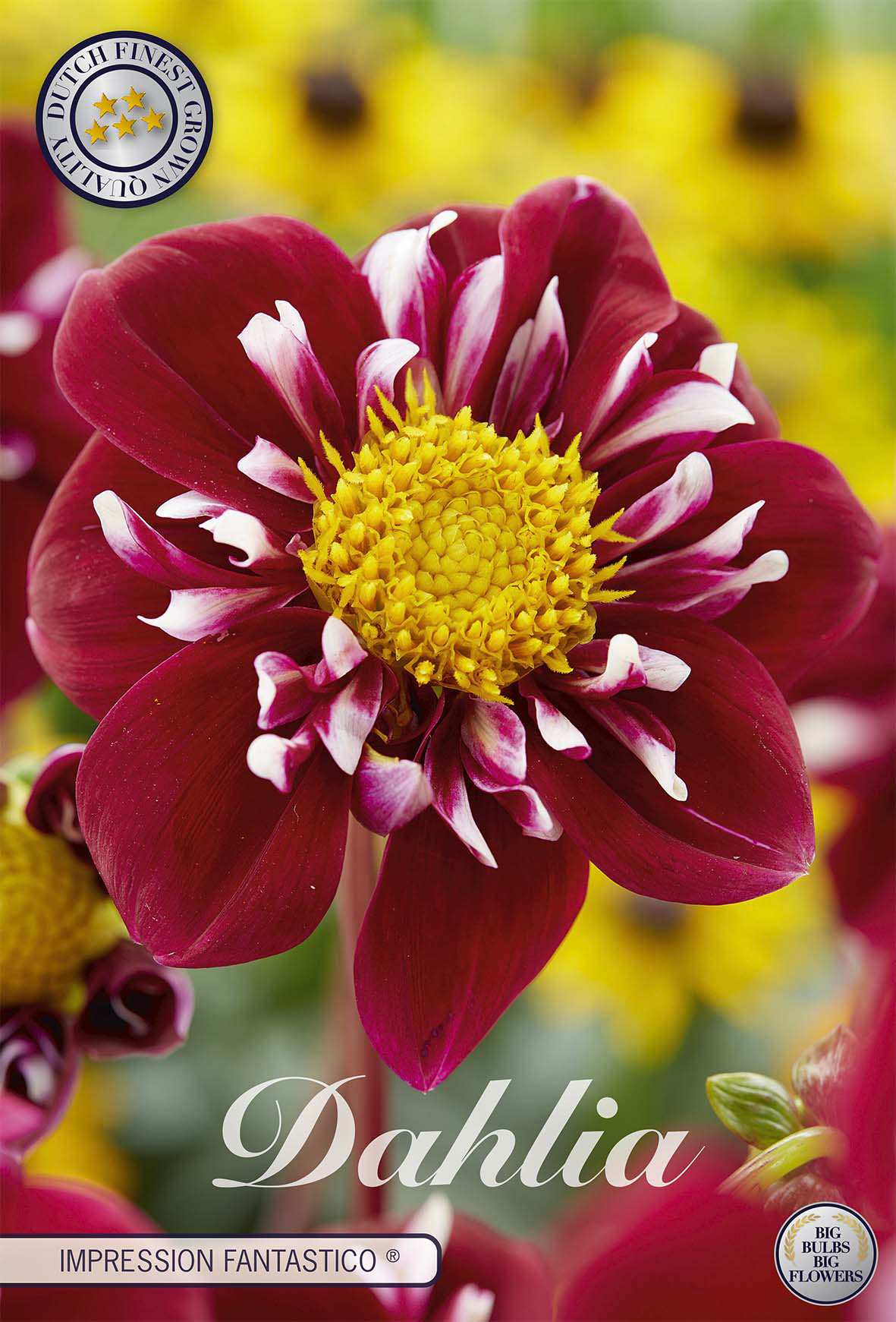 Dahlia Fantastico