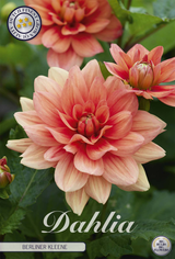 Dahlia Berliner Kleene