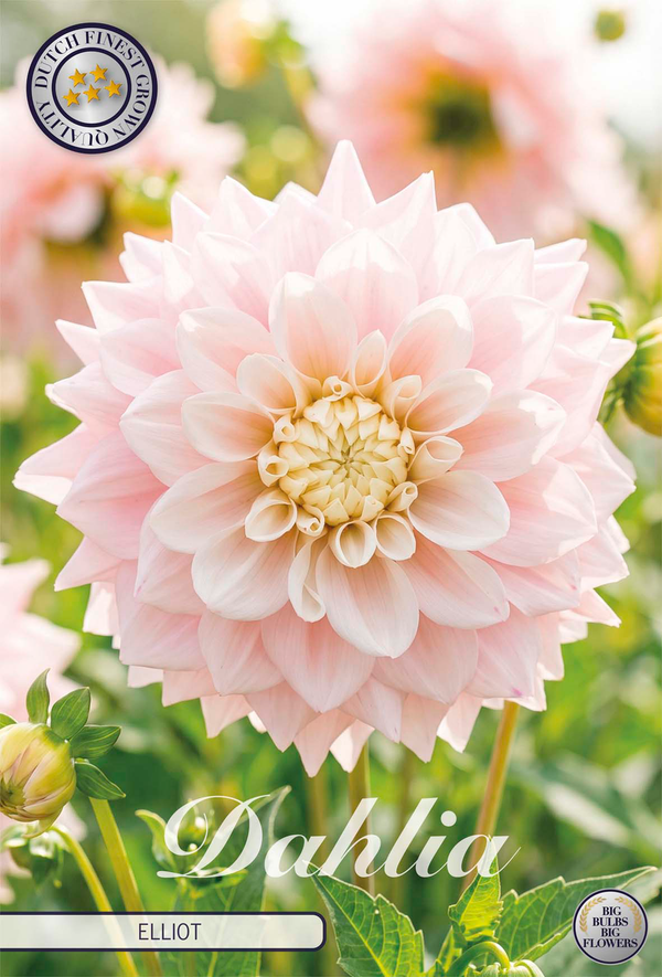 Dahlia Elliot