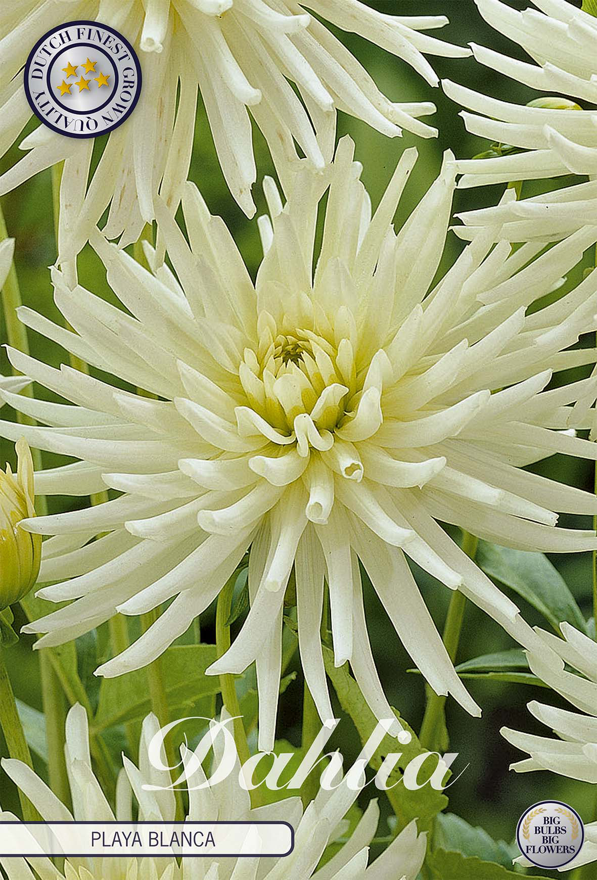 Dahlia Playa Blanca